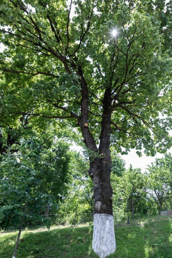 Stejarul Lui Andrei Hotell Izvoarele  Exteriör bild